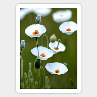 CLEAN WHITE POPPY LIGHT GREEN BACKGROUND Sticker